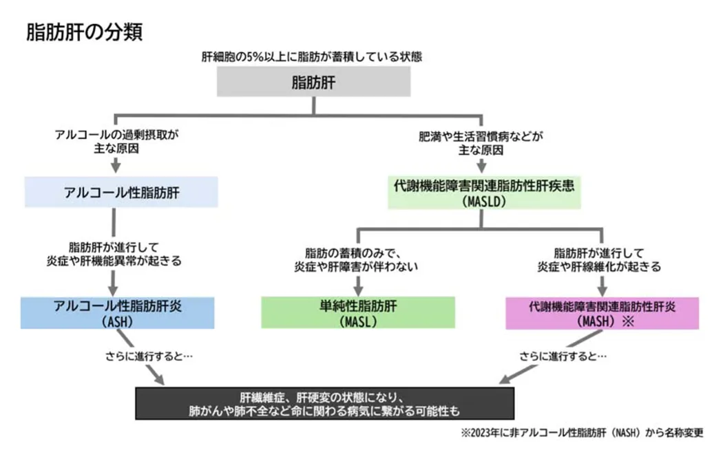 脂肪肝の分類